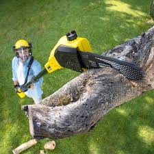 Best Tree and Shrub Care  in Belleville, MI
