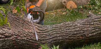 Best Lawn Mowing  in Belleville, MI