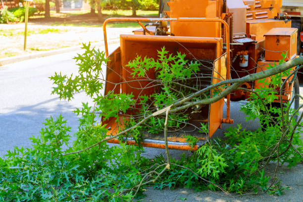 Best Tree Cabling and Bracing  in Belleville, MI