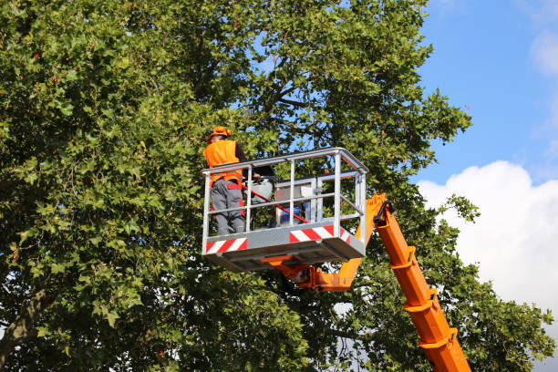 Best Tree Removal  in Belleville, MI