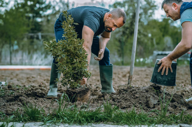 Best Emergency Tree Removal  in Belleville, MI