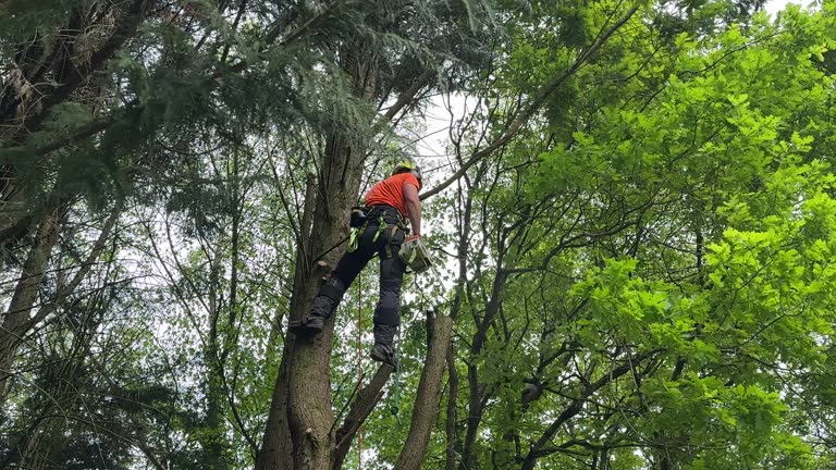 Best Hedge Trimming  in Belleville, MI