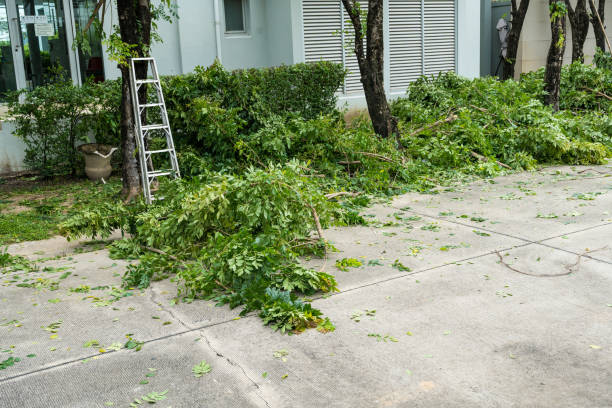 Best Lawn Irrigation Installation and Maintenance  in Belleville, MI