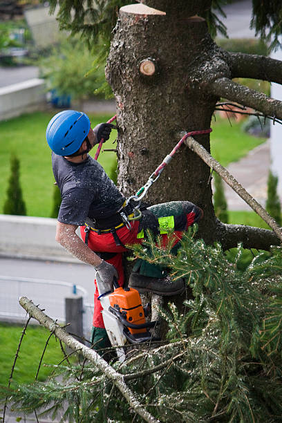 Best Tree Removal  in Belleville, MI