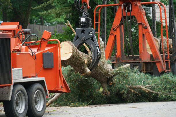 Best Lawn Maintenance Plans  in Belleville, MI