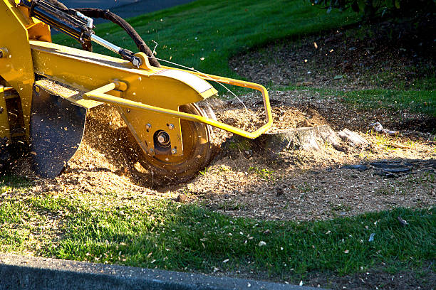 Best Firewood Processing and Delivery  in Belleville, MI