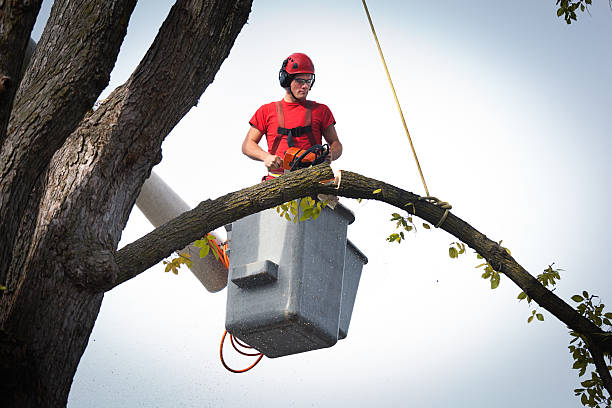Best Tree Disease Treatment  in Belleville, MI