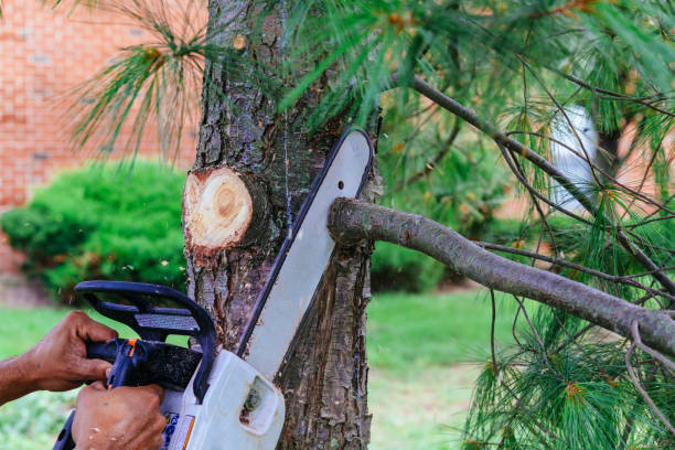 Best Storm Damage Tree Cleanup  in Belleville, MI
